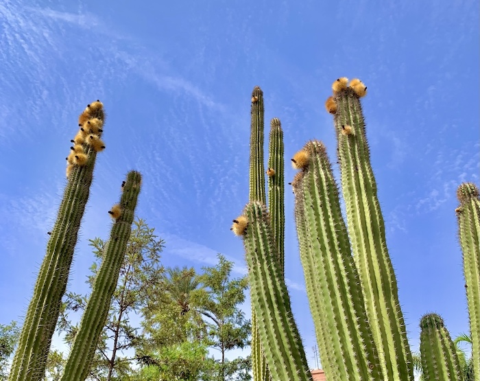 Jardin du Harti Marrakech, Morocco