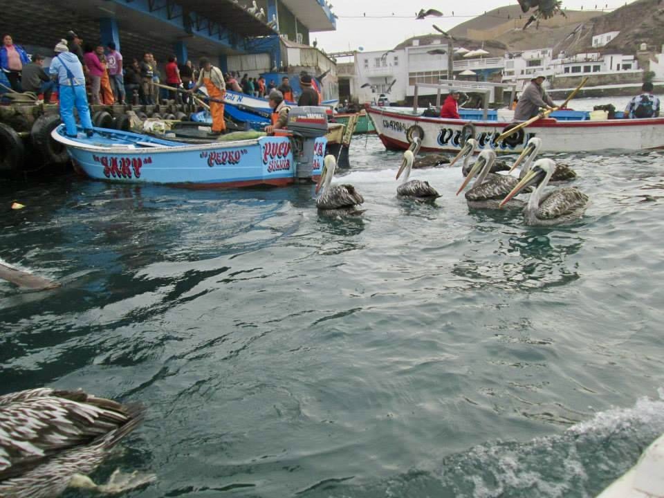 Pucusana boats and pelicans - day trips from Lima