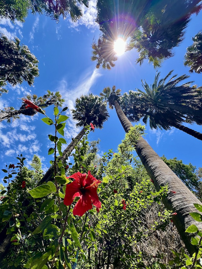 rose, palm trees, and sun taken from a low angle