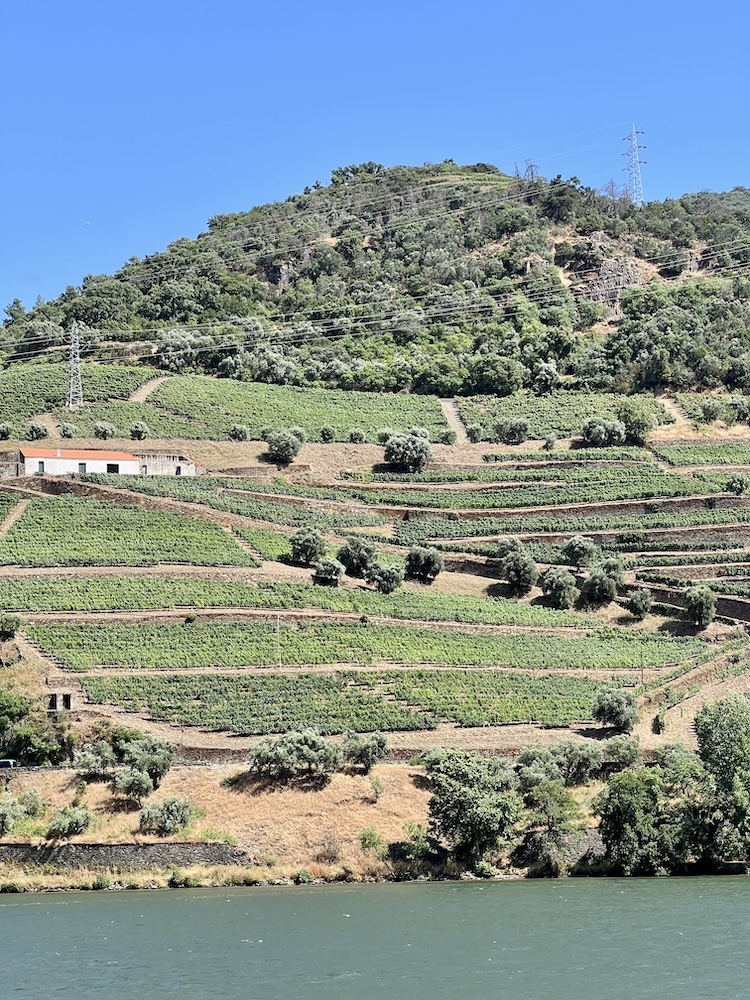 Duoro Valley Vineyard